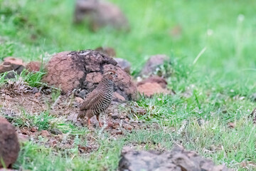 Obraz premium A rock bush quail wondering on in a rocky area looking for feeding in the grasslands of Bhigwan on the outskirts of Pune in Maharastra