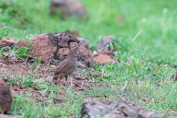 A rock bush quail wondering on in a rocky area looking for feeding in the grasslands of Bhigwan on the outskirts of Pune in Maharastra