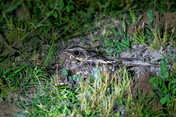 A jungle nightjar resting on a tree branch on the outskirts of Bhigwan, Maharstra