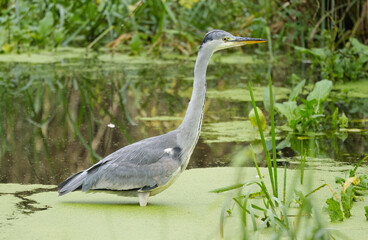 Fototapeta premium Grey heron between reeds, heron in the pond between duckweed and grasses, grey bird in the pond from the side, bird fishing
