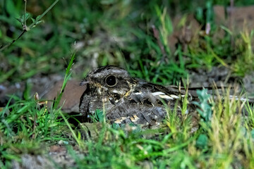 A jungle nightjar resting on a tree branch on the outskirts of Bhigwan, Maharstra