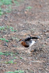 Obraz premium An Indian courser perched on the ground in the grasslands in Bhigwan, Maharastra