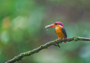 An Oriental dwarf kingfisher perched on top of a tree branch in the deep jungles on the outskirts of Panvel, Maharastra on a rainy monsoon day