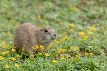 Portrait of a prairie dog on a flower meadow