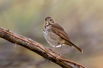 Obraz premium Hermit Thrush 02
