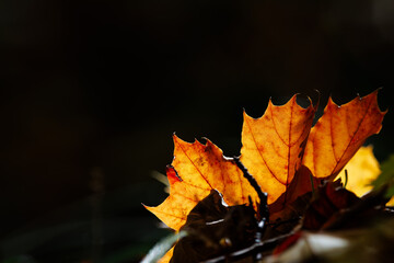 A beautiful autumn backdrop as golden rays of sunlight pierce through the forest, shining through a...
