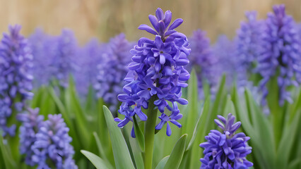 Obraz premium close up of lavender flowers