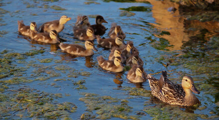 Duck Family