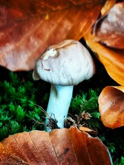 mushrooms in the forest