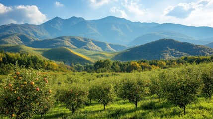Mountain View Orchard