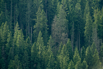 Pine trees in the Carpathian mountains. Green forest nature. Christmas tree. Spruce tops
