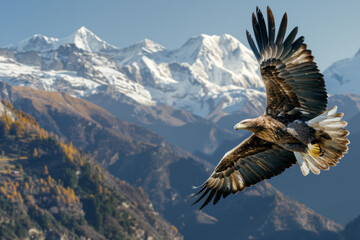 Fototapeta premium A golden eagle glides effortlessly through the sky, showcasing its impressive wingspan against a backdrop of lofty snow-capped peaks. Autumn hues are visible below