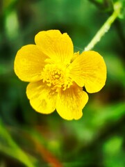 Obraz premium yellow flower