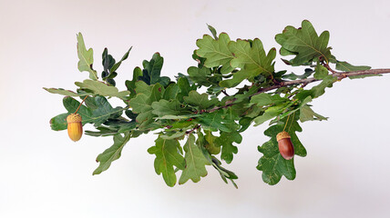 Oak branch with acorns on white background