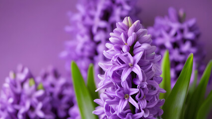 Obraz premium close up of lavender flowers