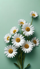 Fototapeta premium white daisies on a green pastel paper texture background with copy space
