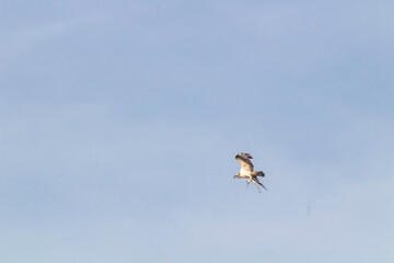 An Osprey diving against a blue sky