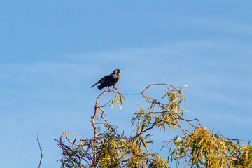 Common starling sits on a branch on a blue backgroun