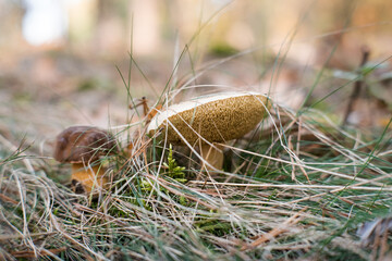 Mushrooms in the forest.
