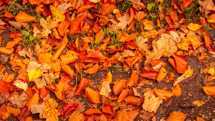 Herbst Blatt Autumn Leaf Fall