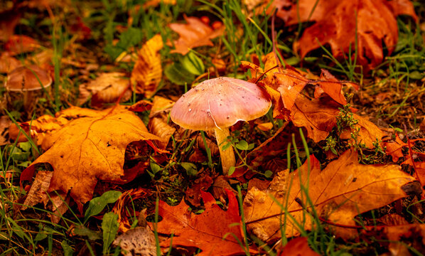 Herbst Blatt Pilz, Autumn Leaf Mushroom