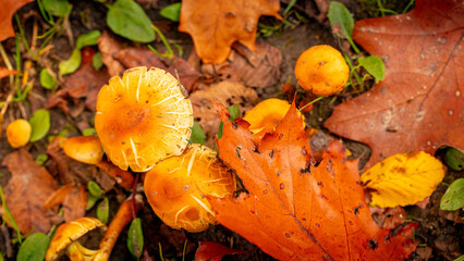 Herbst Blatt Pilz, Autumn Leaf Mushroom