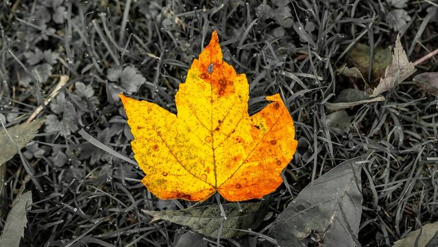 Herbst Blatt Autumn Leaf Fall