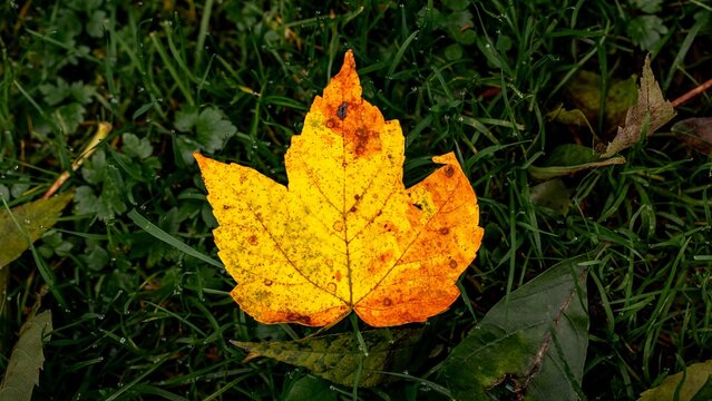 Herbst Blatt Autumn Leaf Fall