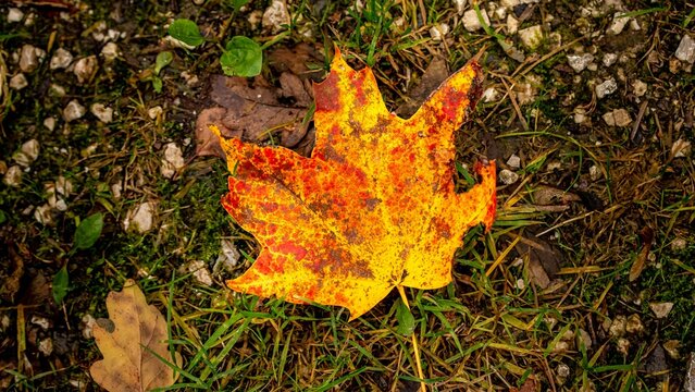 Herbst Blatt Autumn Leaf Fall