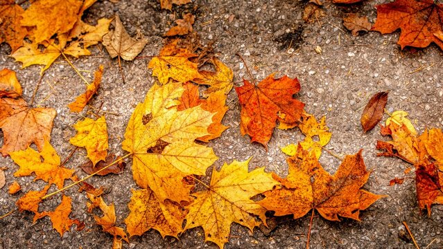 Herbst Blatt Stra&szlig;e, Autumn Leaf Fall Street