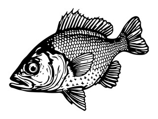 Panfish Vector Design, Fish Vector art and illustration