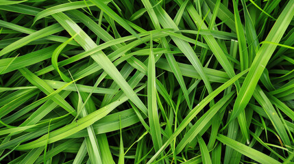 bunches of grass