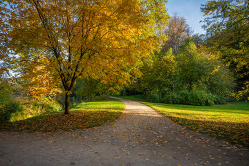 Obraz premium A bright yellow tree against a background of green trees in an autumn park on a sunny day in the Czech Republic. The road without people is strewn with yellow leaves.
