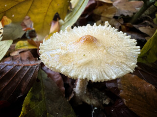 White toadstool growing through fallen autumn leaves