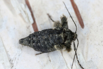 Operophtera brumata, Winter moth. Female with tiny wings, unable to fly.