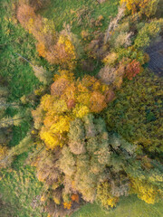 Top-down aerial view of autumn trees with vibrant green and yellow foliage. A mix of deciduous and coniferous trees surrounded by green grass, creating a beautiful fall landscape  during sunset.