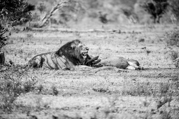 Male Lion resting in savanna with pride lioness resting black and white landscape