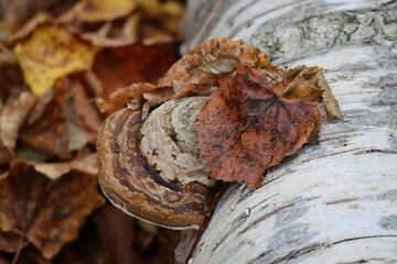 Tree fungus on Birch