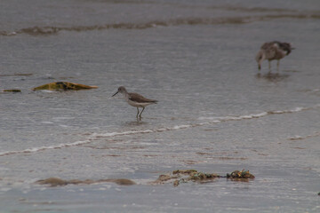 Coastal Wanderers: Common Greenshank Birds Soaring Over Beach