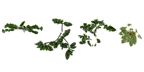 3d rendering of California palm,Ravenala plants on transparent background from top view