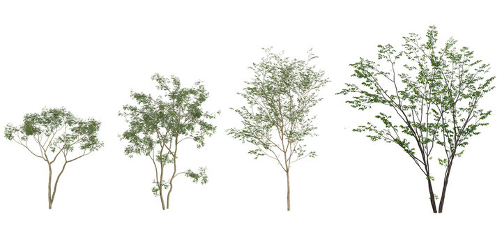3d rendering of Bucida buceras plants on transparent background