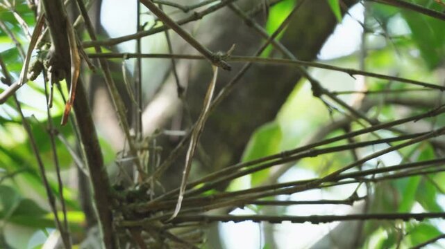 Ave Gavilan Busardo negro 