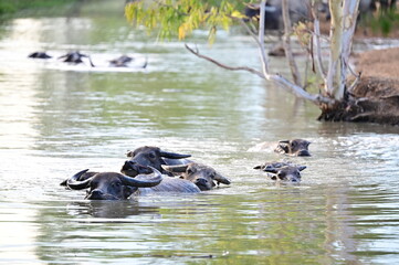 water buffalo in the river