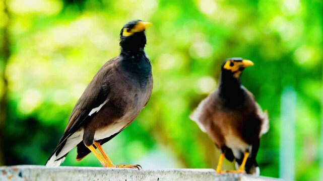 In this video, two birds (Acridotheres tristis) are seen roosting close together. Both birds have dark brown bodies, yellow bare skin around their eyes, and bright yellow beaks, black heads, and white