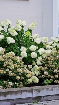 A row of bushes with large white flowers, similar to hydrangeas, grows along the wall of the building.