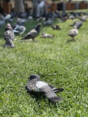 Pigeons resting on green grass in a sunny park with people enjoying the day nearby