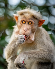 portrait of a macaque