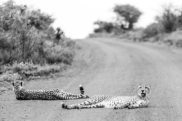 two cheetahs lying on a road in the savanna black and white wild life african safari © Living_Wild