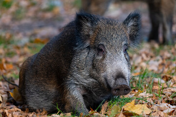 wild boar in the woods