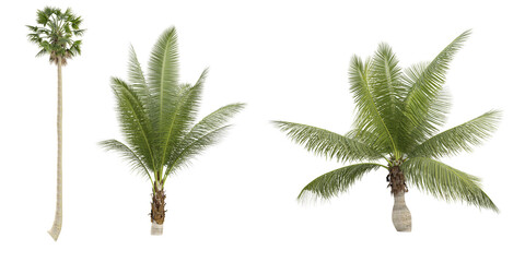 3d rendering of Coconut,Livistona merrillii plants on transparent background